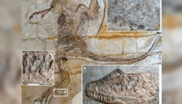 Çin'de Kuş Benzeri Dinozor!